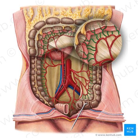 Marginal Artery Of Drummond Anatomy Branches Supply Kenhub My Xxx Hot