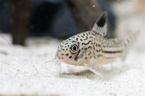 Peixe Corydora Veja Tipos Diferentes E Dicas De Criação Aqui Guia