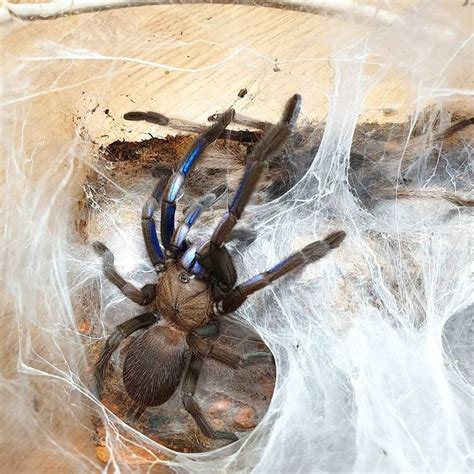 Chilobrachys Sp Electric Blue Spider Arachnids Spider Identification