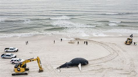 Why 23 Dead Whales Have Washed Up on the East Coast Since December