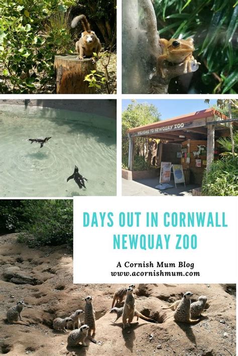Newquay Zoo Cornwall Days Out For Families In Cornwall Perfect