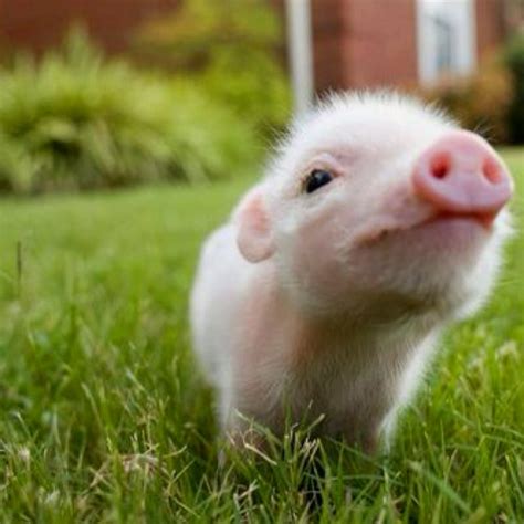 See full list on thesprucepets.com Cutest Teacup Pig Images - Frompo