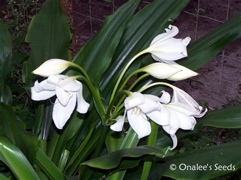 Crinum Lily C Jagus St Christopher Lily Swamp Lily White Blooming