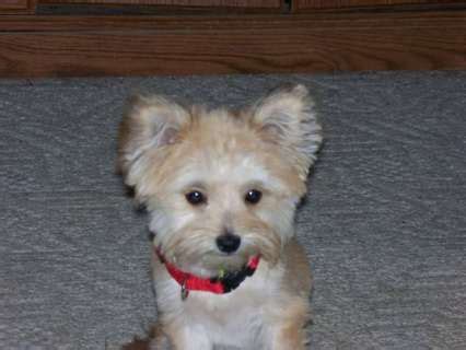 There's a breeder i've seen in the maritimes but i can't find them now. pug mixed with maltese | Hoobly: for sale-maltese ...