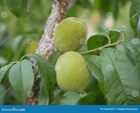 Unripe Large Green Peaches Ripen On A Branch Among The Leaves In The