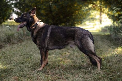 Types Of German Shepherds 5 Different Types Of Gsds K9 Web