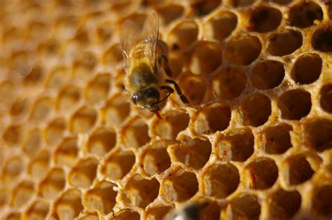 Honeycomb In New South Wales Australia By Peter Shanks Flicker Daily