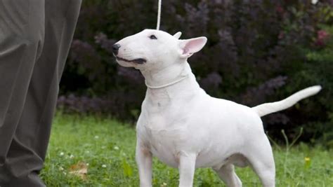 10 Of The Most Dangerous Dog Breeds That People Cant Resist