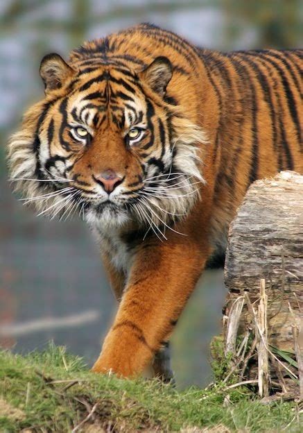 Sumatran Tiger Vs Bengal Tiger Vs Siberian Tiger Dogs And Cats Wallpaper