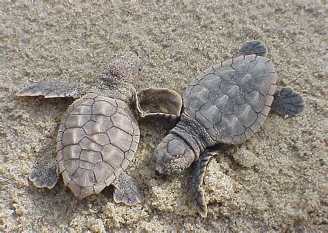 Loggerhead Turtle Smithsonian Ocean