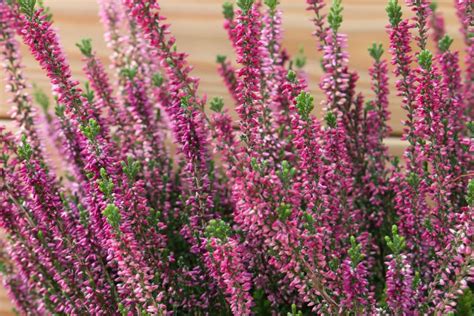 What Does Heather Flower Mean And Symbolize Florgeous