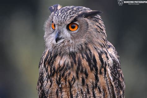 European Eagle Owl Mandenno Photography Flickr