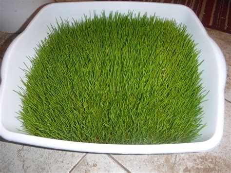 My Fodder System: Cheap, Easy, and Super Healthy Animal Feed | Fodder
