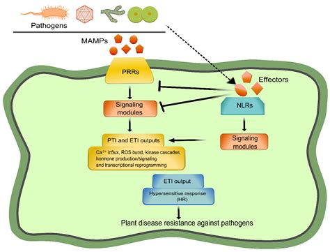 Immune Bio Green Cell