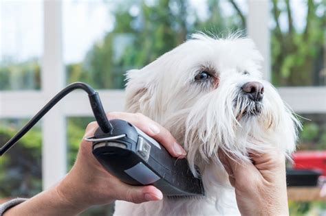 Tips and advice on shaving, skincare, male grooming kits, toiletries, dopp kits, beard care and more. Treating a Dog for Skin Irritation from Grooming? | ThriftyFun