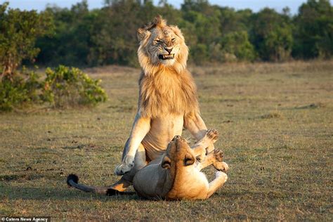 Majestic Jungle Monarch The Proud Expression Of A Lion During Mating With A Lioness