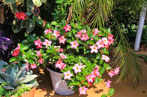 Order flowering from the arbor day foundation nursery. Tropical Gardening in New York City!: Update on the ...