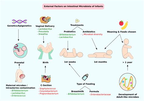 Pregnancy And Baby Microbiome C Section Babypregnancy