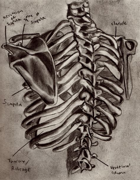 Rib Cage Anatomy Back View Human Skeleton Parts Functions Diagram