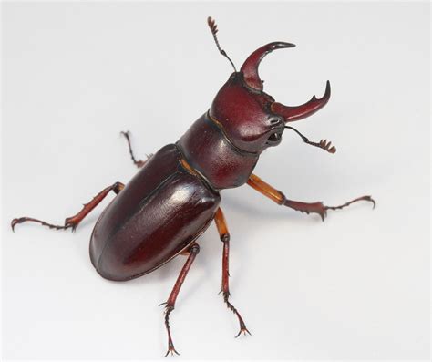 Maybe you would like to learn more about one of these? Reddish-brown Stag Beetle (Coleoptera of Ohio) · iNaturalist