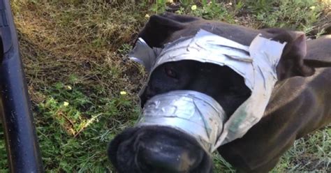 Dog Found With Duct Tape Over Mouth Head Cbs Colorado