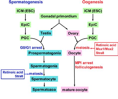 Sexual Differentiation Of Germ Cells Icm Innercell Mass Esc