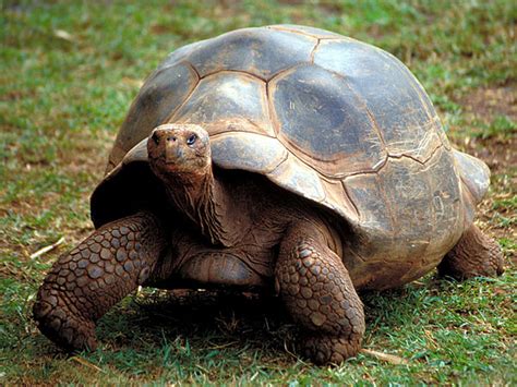 Galapagos Giant Tortoise Endangered Animals List Our Endangered Animals