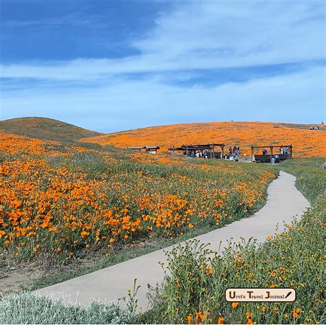 Super Bloom In Antelope Valley California Urvis Travel Journal