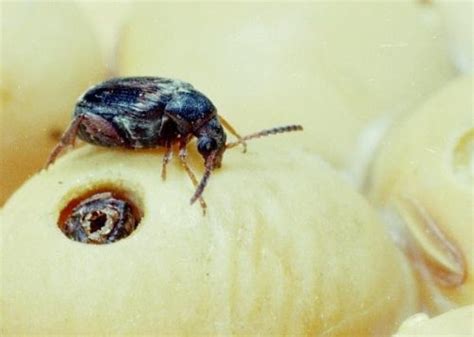 Bean Weevil Identification Pest Management Treatments Armuro