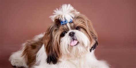 The Ultimate Guide To Shih Tzu Haircuts And Styles Moego