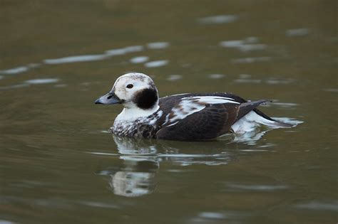 First Winter Male Long Tailed Duck Derbyshire 2007 Glyn Sellors
