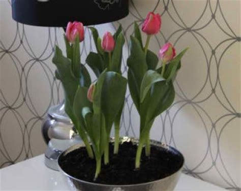 Triumph tulip (tulipa 'prinses irene') posted by jmorth. Inspirez-vous Pour How To Care For Potted Tulips Inside ...