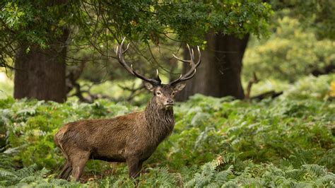 Free Download Forest Wild Animal Stag Hd Wallpapers 4k Wallpapers