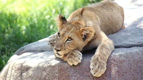 San Diego Safari Park Lion Cub Lion Cubs Photo 37755617 Fanpop