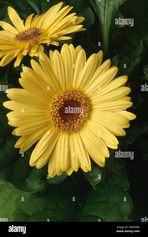 Gerbera Gerbera Sp Hi Res Stock Photography And Images Alamy