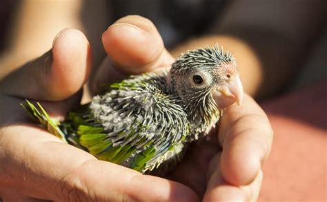 140 Cute And Adorable Parakeet Names With Meaning Were All About Pets