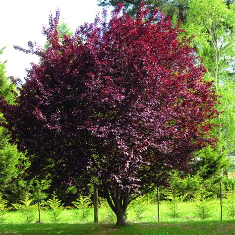 We did not find results for: Flowering Plum | potplantheavenperth