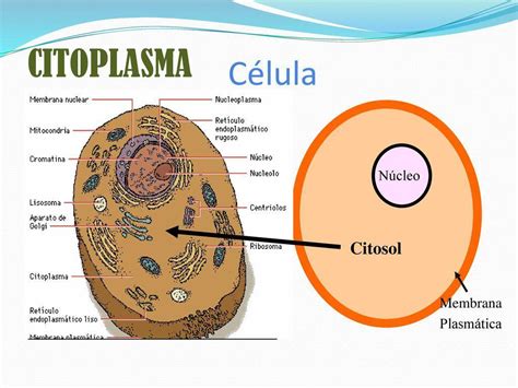 ¿que Diferencias Existen Entre El Citoplasma Y El Citosol Brainlylat