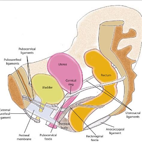 Anatomic Levels Of Pelvic Fl Oor Supports A Diagrammatic Download Scientific Diagram