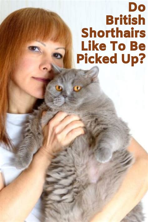 A Woman Holding A Cat With The Caption Do British Shorthairs Like To Be