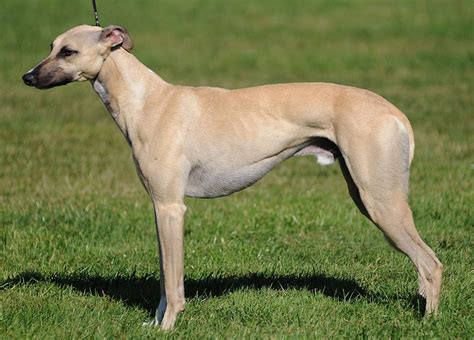 Whippet Dog Breed Information Puppies And Breeders Dogs Australia