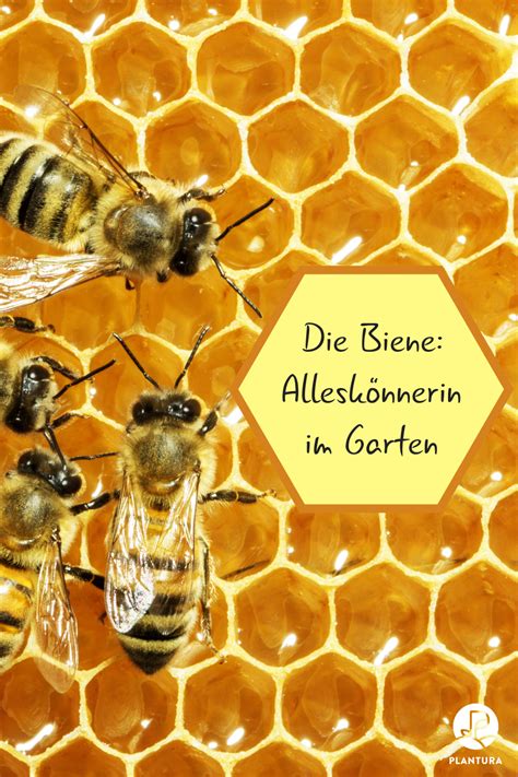 Weitere ideen zu bienenzucht im garten, bienenzucht, bienen. Warum Bienen im Garten sinnvoll sind | Bienen, Garten ...