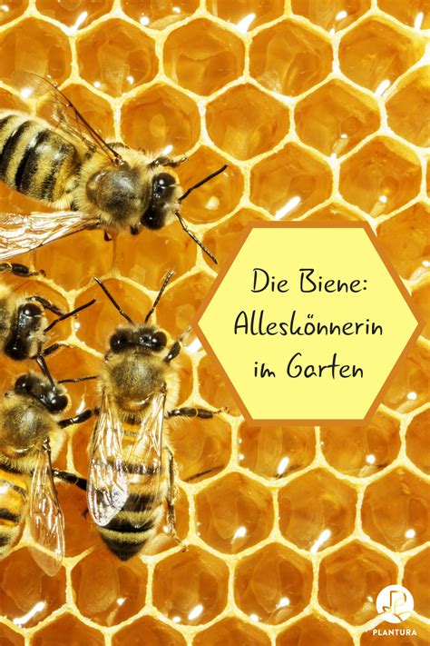 Aber da war halt plötzlich ein riesiger schwarm. Warum Bienen im Garten sinnvoll sind | Bienen, Garten ...