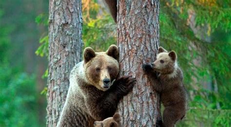 Brown Grizzly Bear Very Protective Mothers Mother And Baby Animals