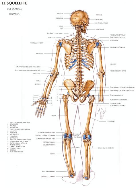 Planche Anatomique Le Squelette Humain Canoeracing Org Uk