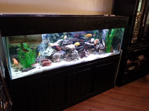 Portfolio Kings Fish Tank