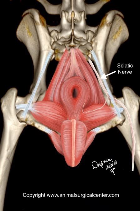 This particular dog uses bully max™ when it comes to the pelvic limb region of the body, there are another seven muscles/muscle groups. Animal Surgical Center of Michigan - Veterinarian in Flint, MI