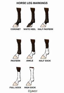 Quick Guide To Horse Leg Markings The Equinest