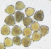 We did not find results for: Microscope Pollen Cells - Micropedia