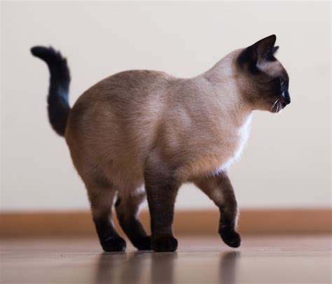 Premium Photo Standing Young Adult Siamese Cat